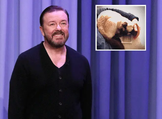 Ricky Gervais thanks fans for support after announcing the death of his cat Ollie (inset)