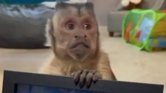 TikTok fans in morning as George The Monkey passes away