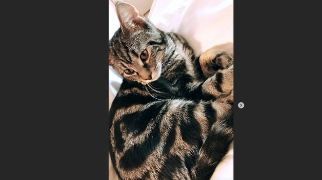 A screenshot of Molly Moorish's Instagram Stories of what appears to be Liam Gallagher's pet kitten Sid