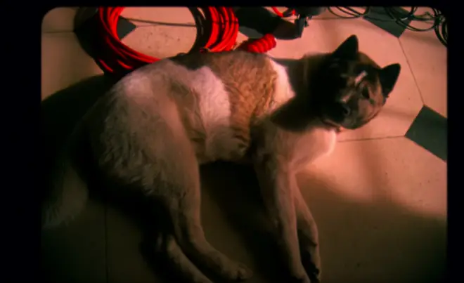 Dog in Arctic Monkeys' Four Out of Five video