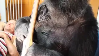 Koko the gorilla plays bass with Red Hot Chili Peppers' Flea